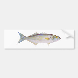 Bluefish Bumper Sticker