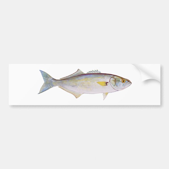 Bluefish Bumper Sticker (Front)