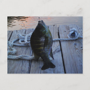 Bluegill at sunset Lake Arrowhead Postcard