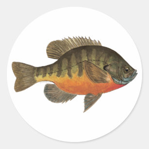 Bluegill Bream Classic Round Sticker