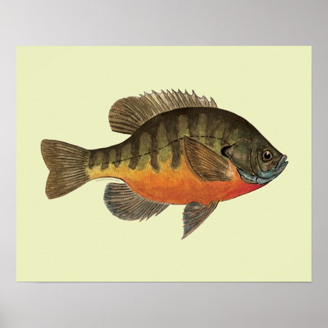 Bluegill Bream Poster (Front)