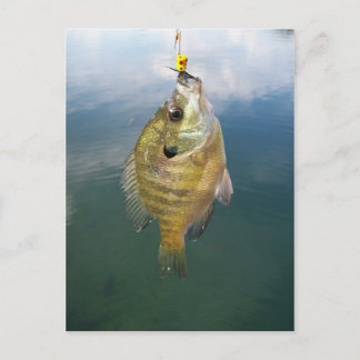 Bluegill Catch Postcard