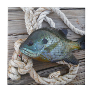 Bluegill fish on dock and rope ceramic tile