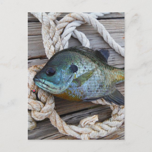 Bluegill fish on dock and rope postcard (Front)
