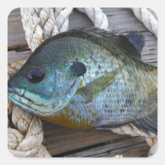 Bluegill fish on dock and rope square sticker