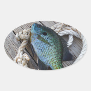 bluegill on dock oval sticker