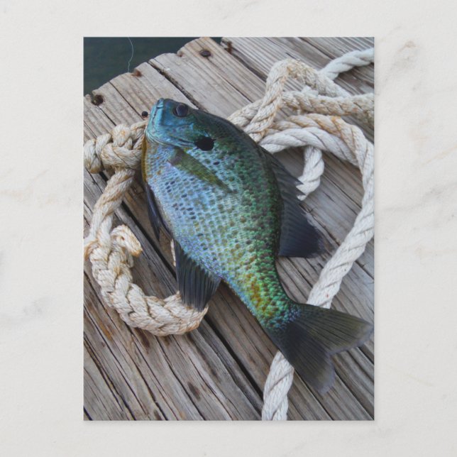 bluegill on dock postcard (Front)