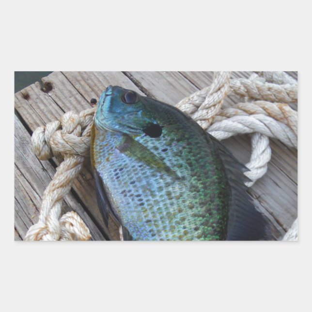 bluegill on dock rectangular sticker (Front)