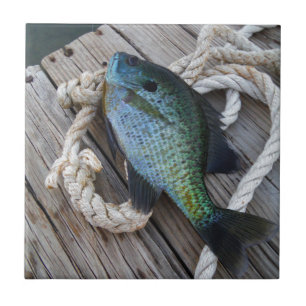 bluegill on dock tile