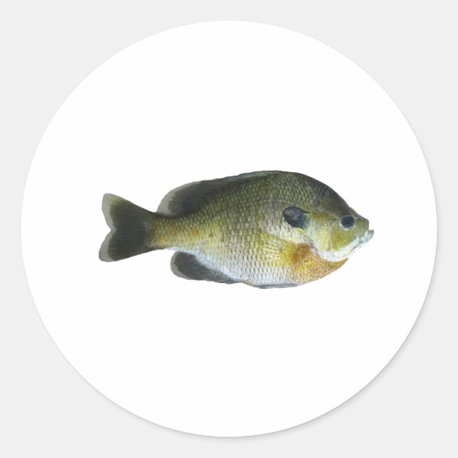 Bluegill Sunfish Photo Classic Round Sticker (Front)