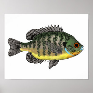 Bluegill Sunfish T-Shirt Poster