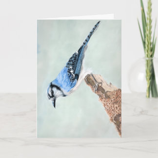 Bluejay Blank Card