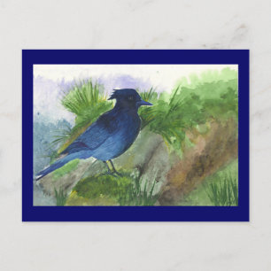 Bluejay In Muskeg Postcard