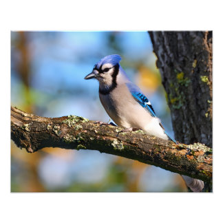 Bluejay Photo Print