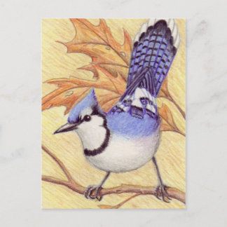 Bluejay postcard