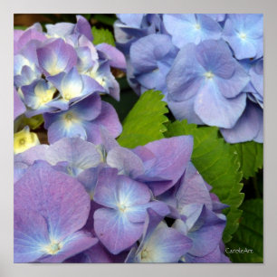 Bluest Blue Hydrangeas Poster
