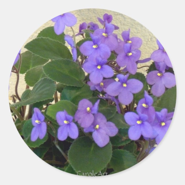 Bluest Blue Violets Classic Round Sticker (Front)