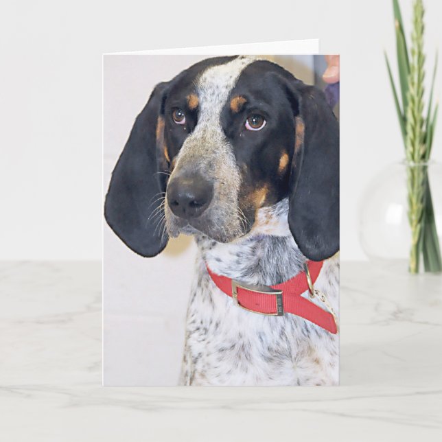 Bluetick Coonhound Photo Card (Front)