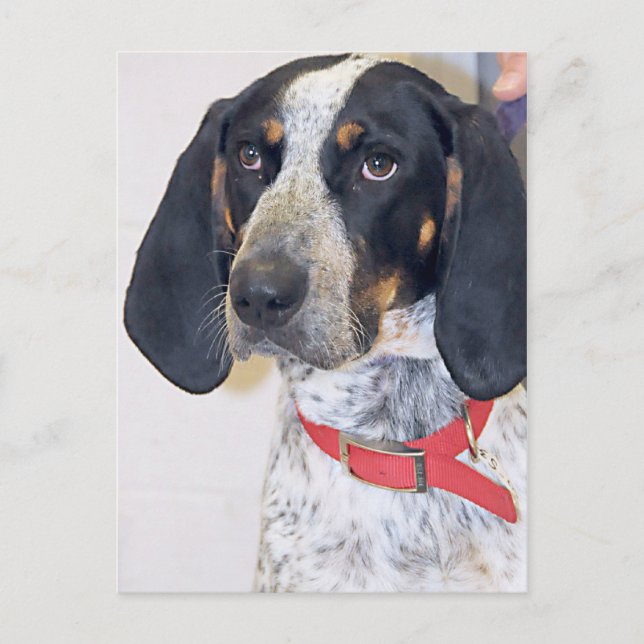 Bluetick Coonhound Photo Postcard (Front)