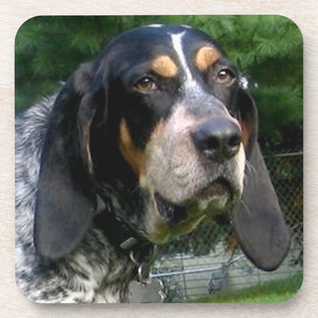 Bluetick Coonhound.png Coaster (Front)