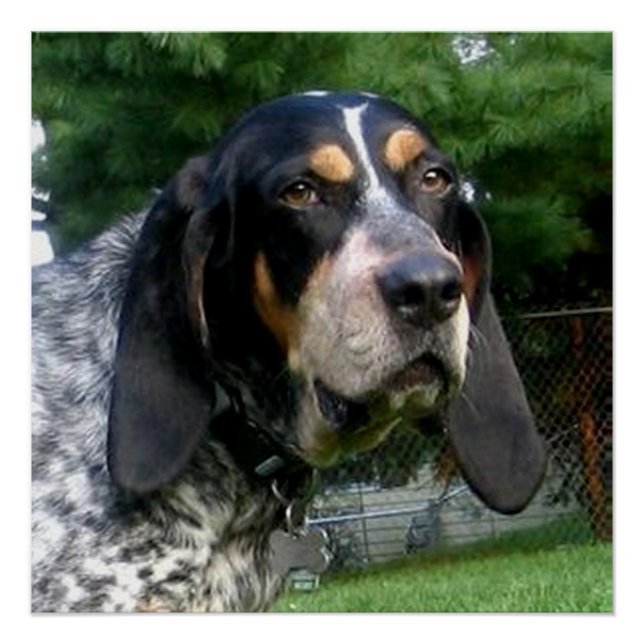 Bluetick Coonhound.png Poster (Front)