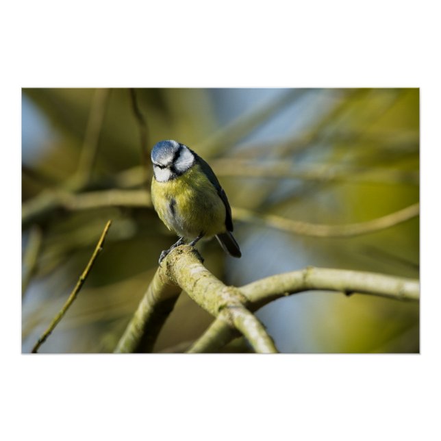 Bluetit looking at the camera poster (Front)