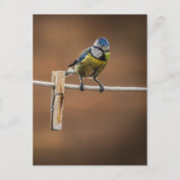 Bluetit on a Washing Line
