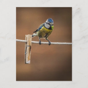 Bluetit on a Washing Line Postcard