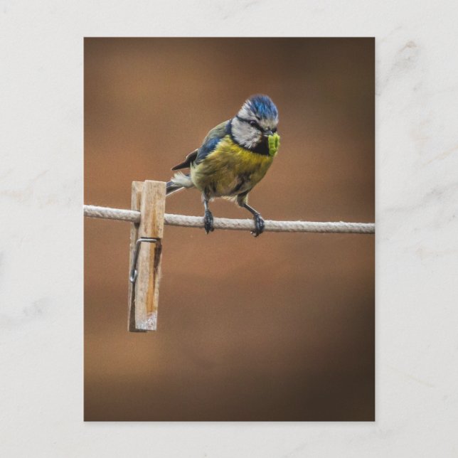 Bluetit on a Washing Line Postcard (Front)