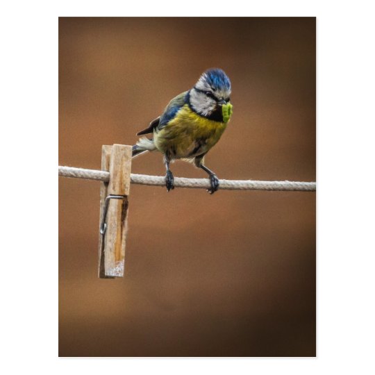 Bluetit on a Washing Line Postcard