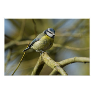 Bluetit portrait  poster