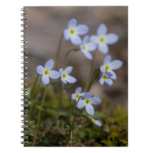 Bluets Little Purple Flowers Wildflower Notebook