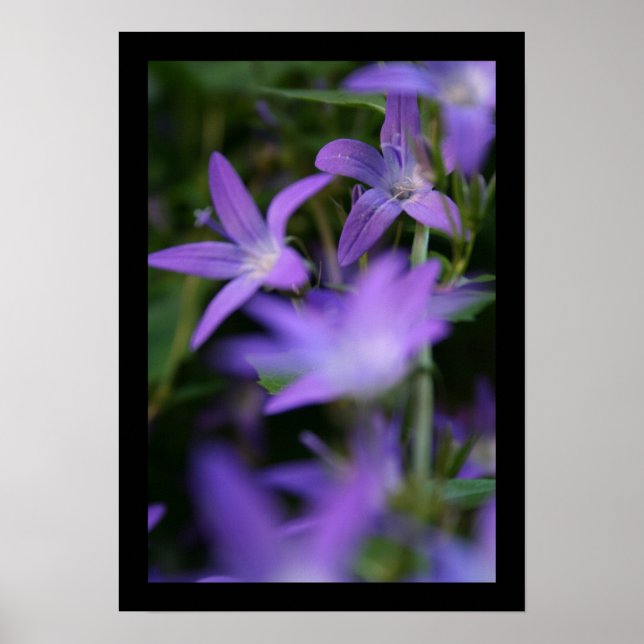 Blur - Campanula - Floral Photography Poster (Front)