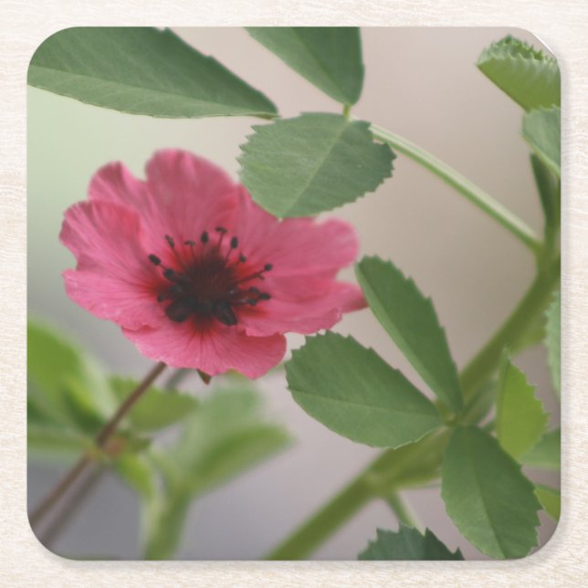 Blush Bloom Elegance Coaster (Front)