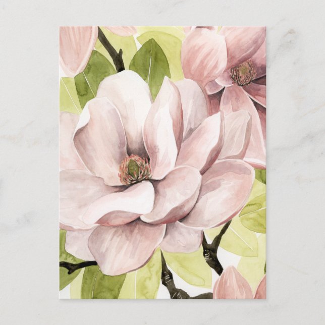 Blush Magnolia Flowers Postcard (Front)