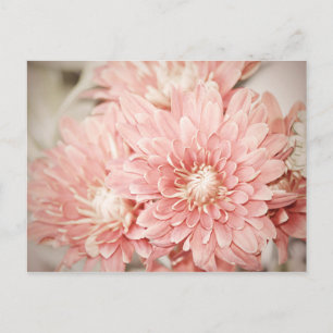 Blush Mums Postcard