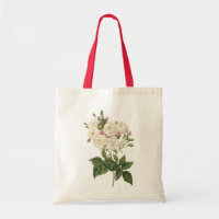 blush noisette rose(Rosa noisettiana) by Redouté