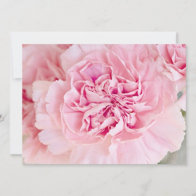 Blush Pink Carnations Invitation (Front)