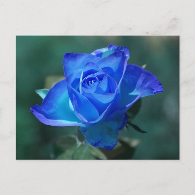 Blushed Blue Rose Postcard (Front)