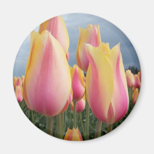 Blushing Beauty Tulips Magnet