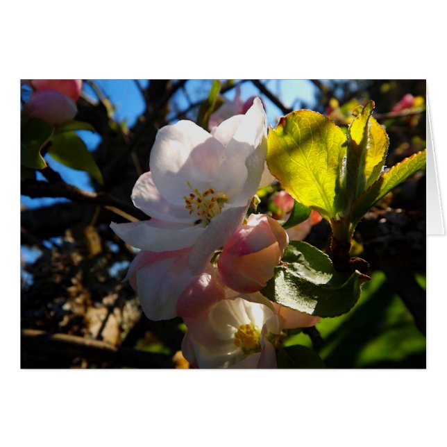 Blushing Blooms (Front Horizontal)