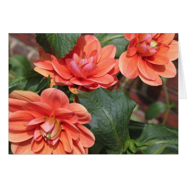 Blushing Dahlias (Front Horizontal)