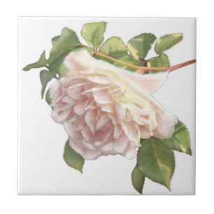 Blushing Ivory Peach Rose Ceramic Tile