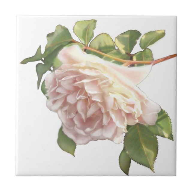 Blushing Ivory Peach Rose Ceramic Tile (Front)