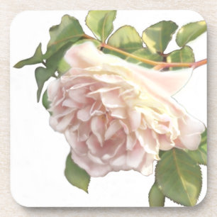 Blushing Ivory Peach Rose Coaster