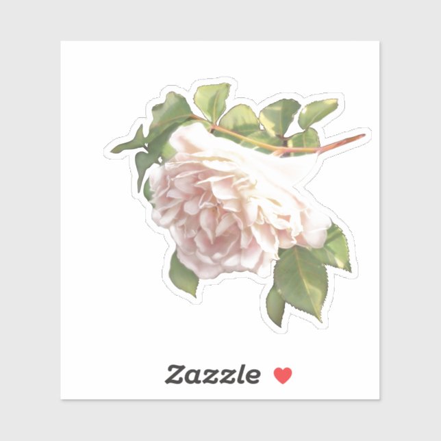 Blushing Ivory pink Peach Rose (Sheet)