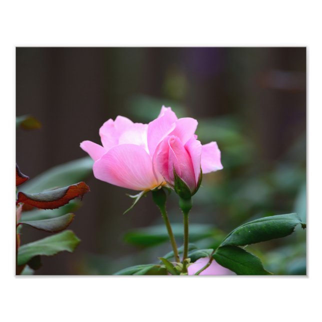 Blushing Knock Out Rose Photo Enlargement Print (Front)