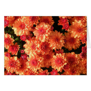 "Blushing Orange Mums"