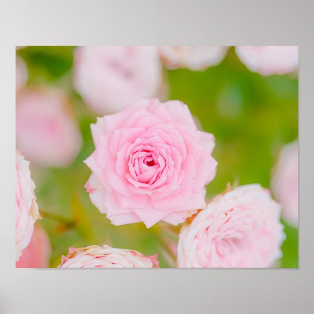 Blushing Petals Poster (Front)