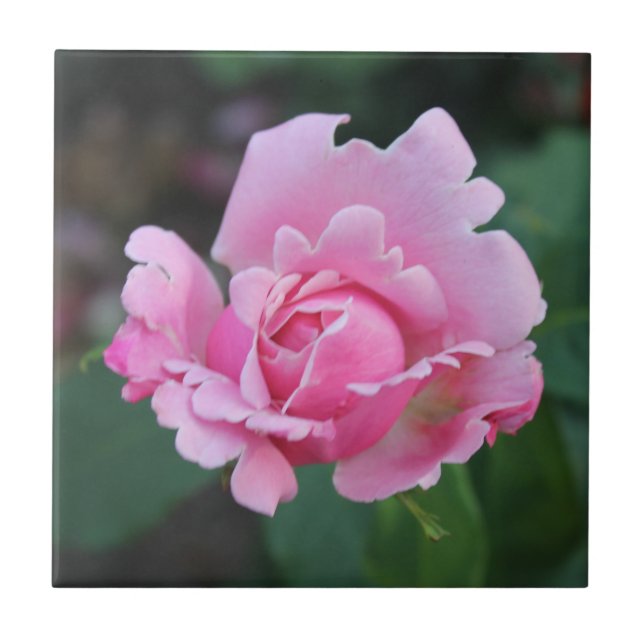  Blushing Rosebud Ceramic Tile (Front)